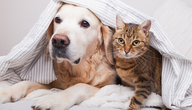 Ανοιχτή Συζήτηση – Ενημέρωση για τη Διαχείριση Αδέσποτων Ζώων Συντροφιάς