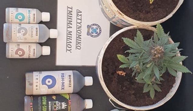 Συλλήψεων συνέχεια....Χασισοκαλλιέργεια και LSD Παραισθησιογόνα