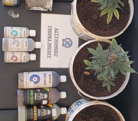Συλλήψεων συνέχεια....Χασισοκαλλιέργεια και LSD Παραισθησιογόνα