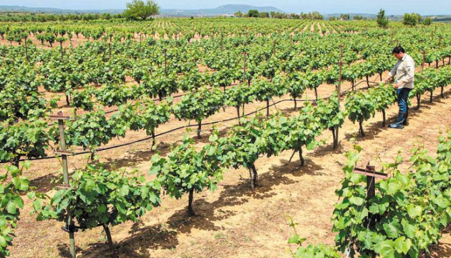 Αίτηση Αδειών Φύτευσης Αμπέλου - Χορήγηση Αδειών Φύτευσης Αμπέλου